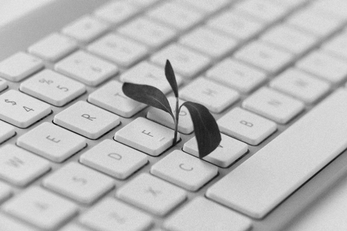 Small leave growing from keyboard